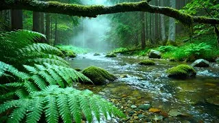 Thumbnail: Forest Ambience Birds Singing Beautiful Stream Sounds for Medicine, Deep Rest, Deep Sleep,Study ASMR