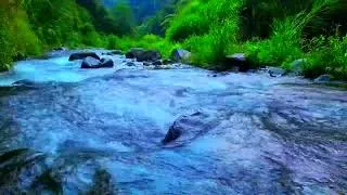 Thumbnail: Forest Stream Relaxing Waterfall Sounds to Relieve Stress, for Sleep, for Studying, for Focus