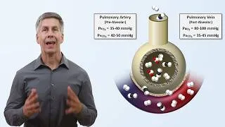 Thumbnail: Intro to Respiratory Physiology