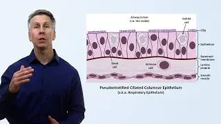 Thumbnail: Histology of the Lungs
