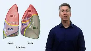 Thumbnail: Anatomy of the Lungs