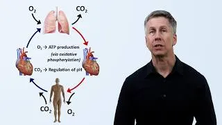 Thumbnail: An Introduction to the Respiratory System