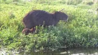 Thumbnail: Capybara mother and her little nino