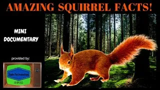 Thumbnail: Squirrel Facts Mini Documentary HD