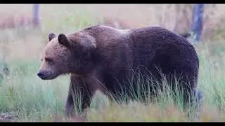 Thumbnail: Wildlife Finland: Predators & Humans