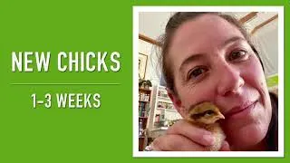 Thumbnail: These tiny new chicks are cuter than you can imagine!