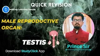Thumbnail: Male Reproductive Organ: Testis