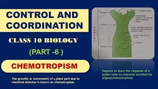 Thumbnail: chemotropism in plants | control and coordination class 10