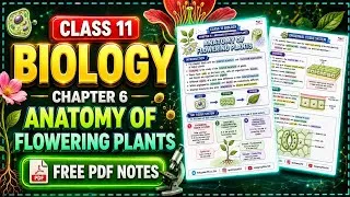 Thumbnail: Class 11 Biology Chapter 6 Anatomy Of Flowering Plants Notes | Complete NCERT PDF Notes | CBSE 🔥