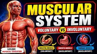 Thumbnail: Voluntary and Involuntary Muscles Explained | Muscular System in Hindi | Class 9 PE | StudyPE
