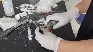 Thumbnail: How Taxidermy Birds Are Made: Brown-Backed Shrike Taxidermy Process