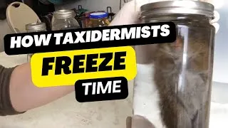 Thumbnail: How Taxidermy Uses Formalin to Preserve Animal Specimens?