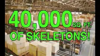 Thumbnail: Skeletons Skeletons Skeletons