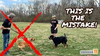 Thumbnail: Stop Doing THIS With Reactive Dogs!