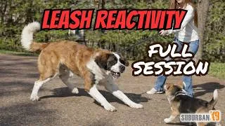 Thumbnail: Leash Reactive St. Bernard FULL SESSION