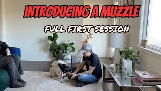 Thumbnail: How To Muzzle Train an Aggressive or Fearful Dog!