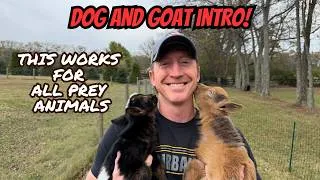 Thumbnail: Introducing Your Dog to Baby Goats: Step-by-Step Guide