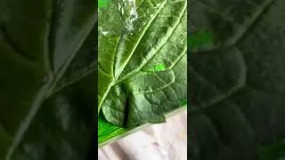 Thumbnail: Leaf Transfer Painting
