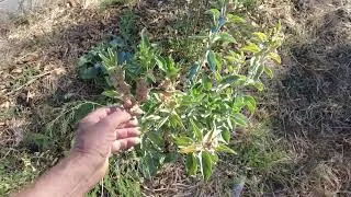 Thumbnail: Ashwagandha: The Ancient Drought Survivor That Belongs on Mediterranean Farms