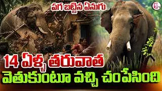 Thumbnail: ఒకే కుటుంబం లో నలుగురు.. | Elephant At_t_ack: Latest Nepal News | SumanTV Sai | SumanTV