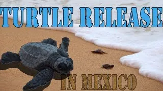 Thumbnail: New Vlog - Giving Life to Baby Turtles