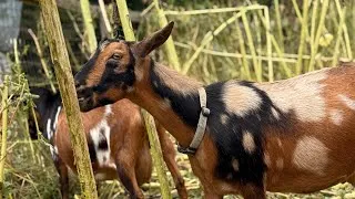 Thumbnail: The great goat sunflower feast! 