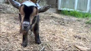 Thumbnail: The cutest hoppy triplets! 