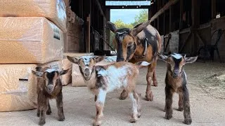 Thumbnail: Triplet baby goats for first time mama goat Jane! 