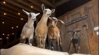 Thumbnail: 2026 Running of the goats!