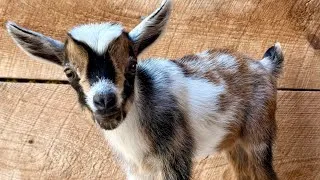 Thumbnail: Baby goats Slip & slide 