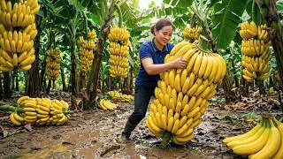 Thumbnail: Harvesting Thousands Of Bunches Of Ripe Bananas And Bringing Them To The Market For Sale