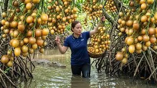 Thumbnail: Harvesting 500 Kg Of Wampee Fruits And Bringing Them To The Market For Sale, Gardening