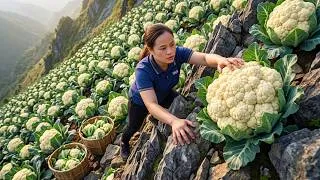Thumbnail: Harvesting Tons Of Fresh Cauliflower To Sell At The Rural Market, Cooking