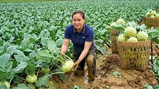 Thumbnail: Harvesting 1,000+ Giant Kohlrabi And Bringing Them To The Market For Sale, Cooking