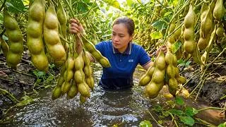 Thumbnail: Harvesting Tons Of Fresh Soybeans - Preserving And Transporting Them To The Rural Market