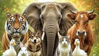 Thumbnail: 22 Cute Animal Sounds for Kids 🐄 | Learn Animal Names | Sounds Monkey , Cat , Duck #AnimalsForKids .