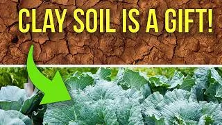 Thumbnail: Your Clay Soil Isn't the Problem