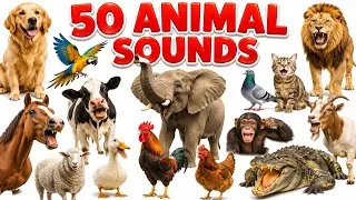 Thumbnail: Animal Sounds | Learn 50 Animal Name with real Sounds for Kids | Educational video #animalsounds