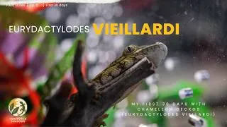 Thumbnail: My First 30 Days with Chameleon Geckos (Eurydactylodes viellardi)