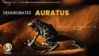 Thumbnail: From the Forests of Panama | Dendrobates auratus