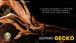 Thumbnail: 2 Years Keeping a Leopard Gecko: Lessons From a Bioactive Enclosure