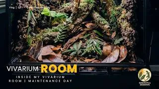 Thumbnail: Inside My Vivarium Room | Maintenance Day