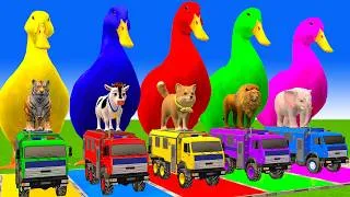 Thumbnail: 5 Giant Duck Cartoon,Cow,Elephant,Tiger,Lion,Dinosaur,Paint Wild Animals Crossing Fountain Animation