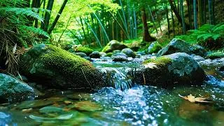 Thumbnail: NO ADS,Fall Into Deep Sleep with Light Rain on Forest river | Best Nature Rain Sounds for Relaxation