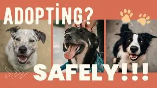 Thumbnail: "Free Dog" Warnings: The Hidden Costs and Risks You Need to Know ⚠️🐶