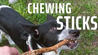 Thumbnail: Is Olive Wood Safe for Dogs? The Danger of Tree Branches as Chew Toys
