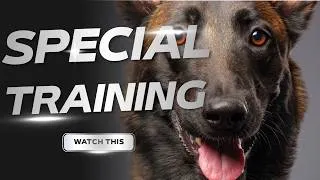 Thumbnail: Which dogs need special training? Which dogs require specific training?