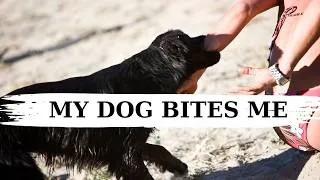 Thumbnail: Why do dogs bite their owners? I'm explaining the reason why dogs bite their owners.