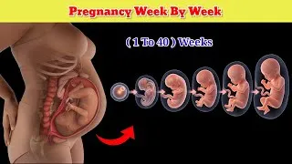 Thumbnail: Pregnancy Week by week 🤰 | Baby Growth, Lenght, Heart Rate and Weight 