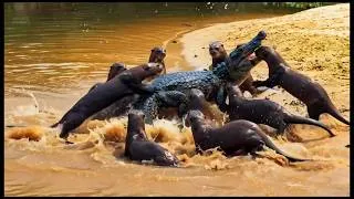 Thumbnail: Survival – The Animal World.